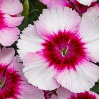 Dianthus Strawberry 4" Pot