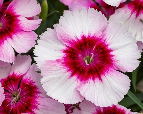 Dianthus Strawberry 4" Pot