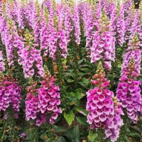 Digitalis 'Panther Pink' Foxgloves 8" Pot