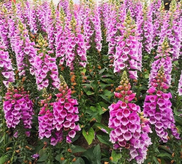 Digitalis 'Panther Pink' Foxgloves