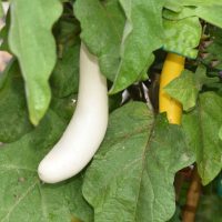 Eggplant 'Gretel' 4" Pot