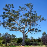 Large Native Tree (10m+)