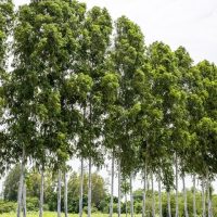 Gums, Eucalyptus & Corymbia