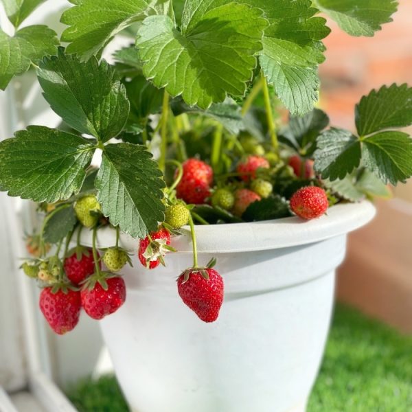 Fragaria 'Tristan' Strawberry 6" Pot