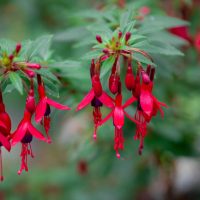 Fuchsia 'Pirouette Red and Purple' 6" Pot