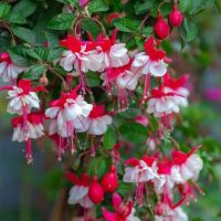 Fuchsia Ballerina® 'Arabesque' 10" (Hanging Basket)