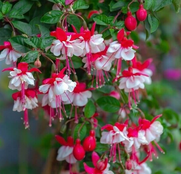 Fuchsia Ballerina® 'Arabesque' 10" (Hanging Basket)