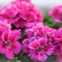 Geranium 'Savannah Pink' PBR 6" Pot
