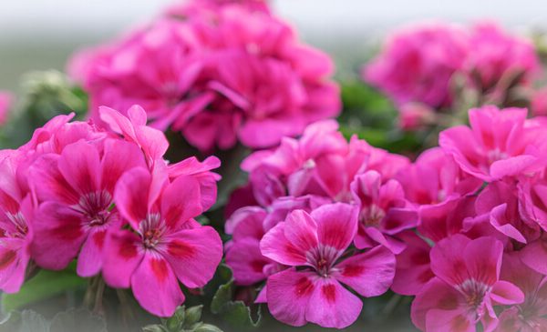 Geranium 'Savannah Pink' PBR 6" Pot
