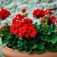 Geranium 'Savannah Really Red' PBR 6" Pot