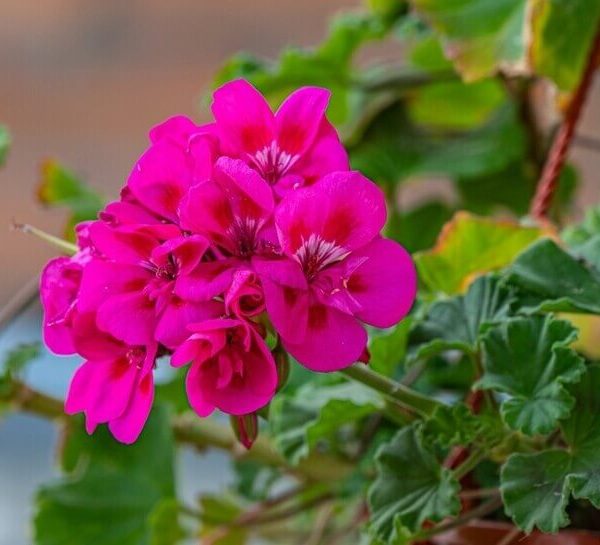 Geranium 'Savannah Tex Mex Merlot Sizzle' PBR 6" Pot