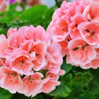 Geranium 'Big Salmon' 10" (Hanging Basket)