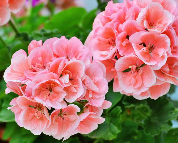 Geranium 'Big Salmon' 10" (Hanging Basket)