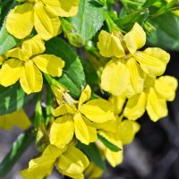Goodenia 'Goodonya' Hop Bush 6" Pot