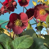 Helleborus 'Ice 'n Roses' Merlot Hellebore 7" Pot