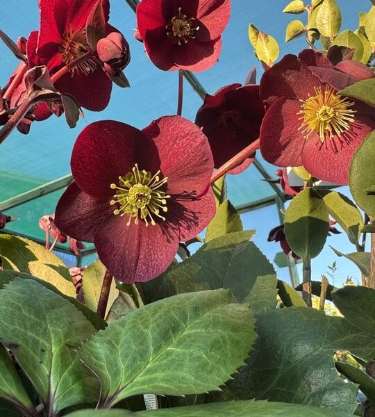 Helleborus 'Ice 'n Roses' Merlot Hellebore 7" Pot