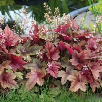 Heucherella 'Copper Cascade' 6" Pot