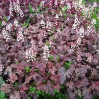 Heucherella 'Plum Cascade' 6" Pot