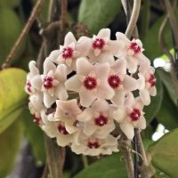 Hoya 'Snowball' 5" Pot