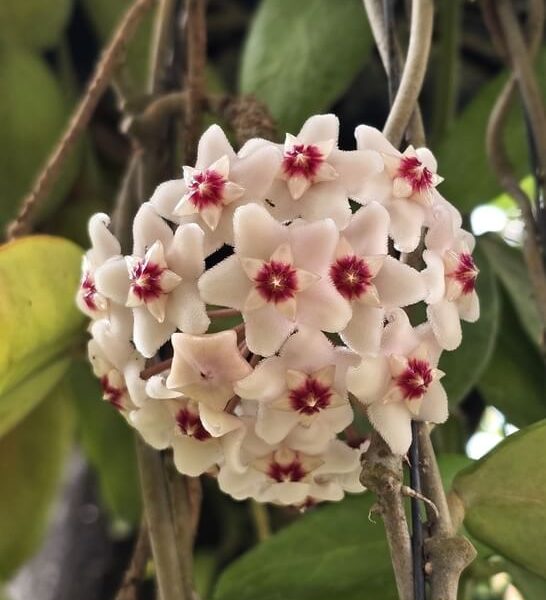 Hoya 'Snowball' 5" Pot