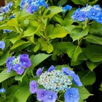 Hydrangea 'Blueberries and Cream' 8" Pot
