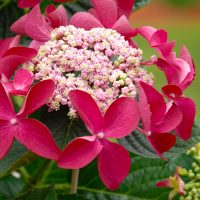 Hydrangea 'Strawberries and Cream' 8" Pot