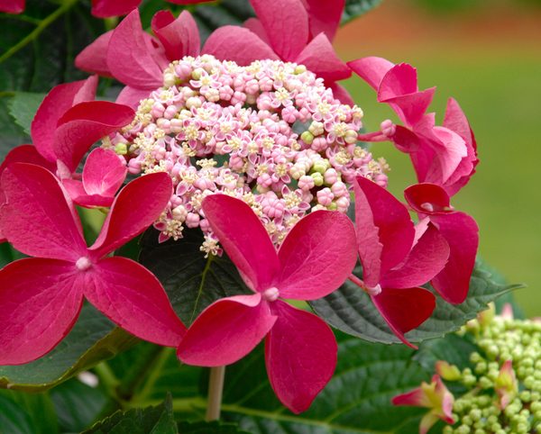 Hydrangea 'Strawberries and Cream' 8" Pot