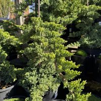 Several potted bonsai trees, such as Juniperus pingii 'Prostrata' in 8" staked pots, display dense green foliage as they are arranged outdoors in sunlight.