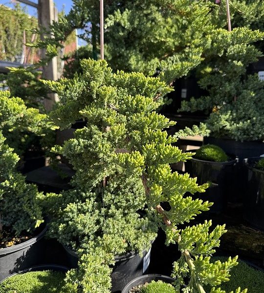 Several potted bonsai trees, such as Juniperus pingii 'Prostrata' in 8" staked pots, display dense green foliage as they are arranged outdoors in sunlight.