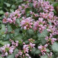 Lamium 'Candy Frost' 6" Pot