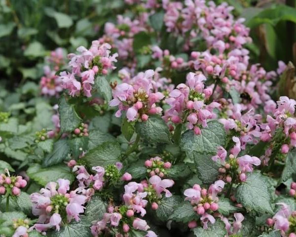Lamium 'Candy Frost' 6" Pot
