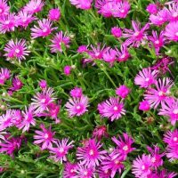 Lampranthus 'Purple' Pig Face 6" Pot