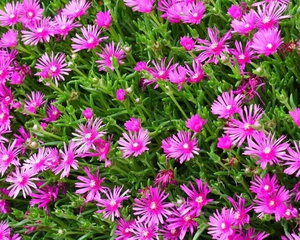 Lampranthus 'Purple' Pig Face 6" Pot