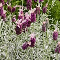 Lavandula 'Viva Pink' Lavender 6" Pot