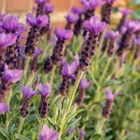 Lavandula 'Lavinnova® Bubbleberry Ruffles' Lavender 6″ Pot