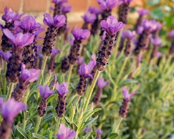 Lavandula 'Lavinnova® Bubbleberry Ruffles' Lavender 6″ Pot