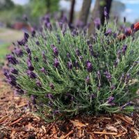 Lavender 'Fairy Wings Spellbound' 6" Pot