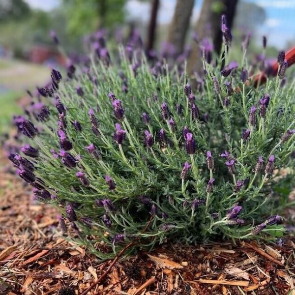 Lavender 'Fairy Wings Spellbound' 6" Pot