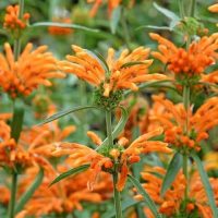 Leonotis 'Lion's Tail' 6" Pot