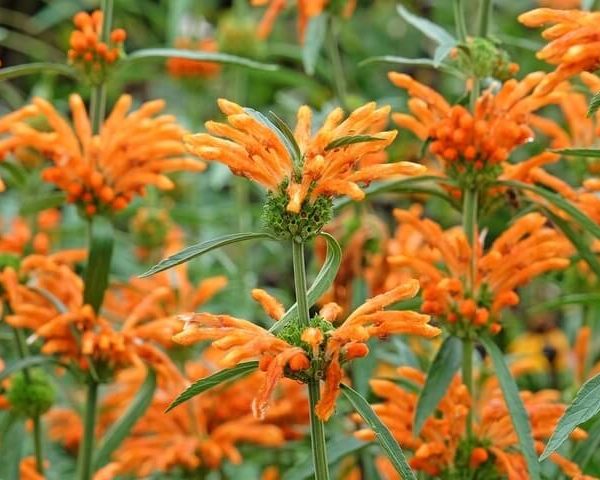 Leonotis 'Lion's Tail' 6" Pot