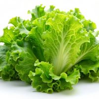 Lettuce 'Iceberg' 4" Pot