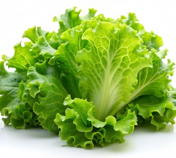 Lettuce 'Iceberg' 4" Pot