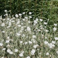 Lychnis 'White'