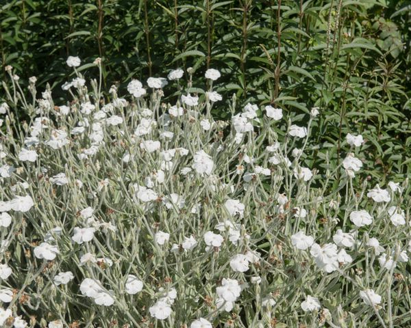 Lychnis 'White'