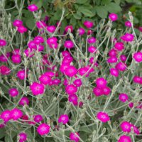 Lychnis 'Pink' 6" Pot