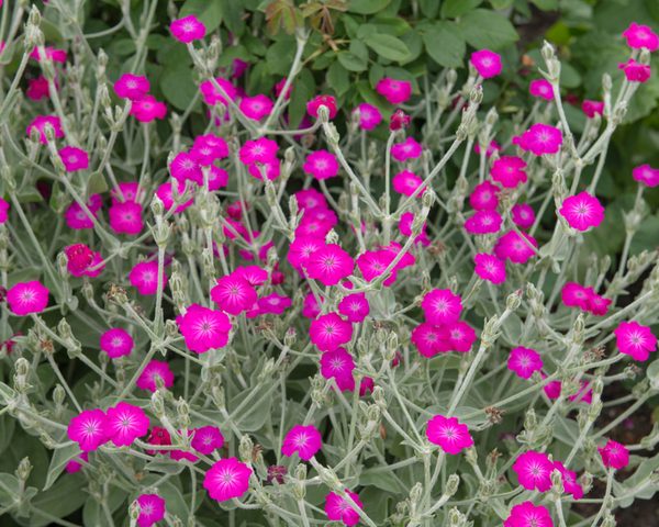 Lychnis 'Pink' 8" Pot