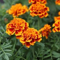 Tagetes 'Fire' Marigold 4" Pot