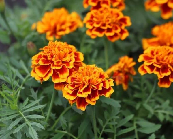 Tagetes 'Fire' Marigold 4" Pot