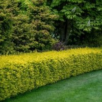 Medium Hedge (1-3m)