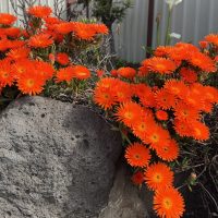 Mesembryanthemum Pig Face 'Orange'